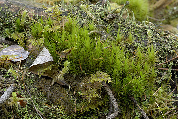 Un muschio da classificare